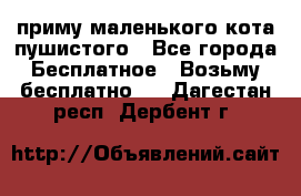 приму маленького кота пушистого - Все города Бесплатное » Возьму бесплатно   . Дагестан респ.,Дербент г.